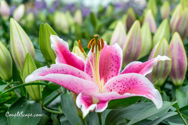 GardenByTheBay