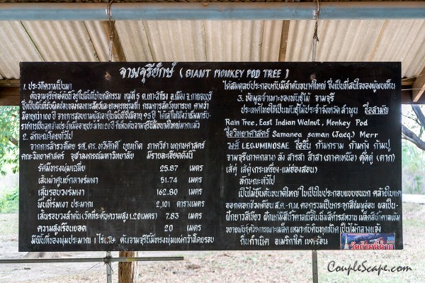ต้นจามจุรียักษ์