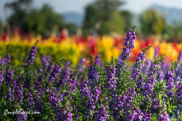 The Bloom by TVPool