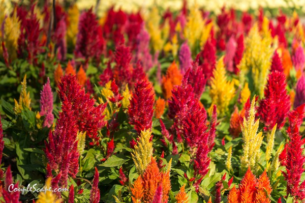 The Bloom by TVPool
