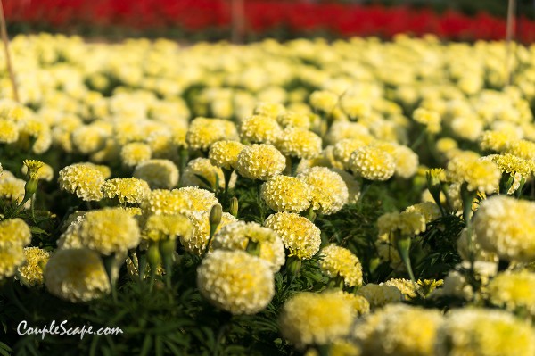 The Bloom by TVPool