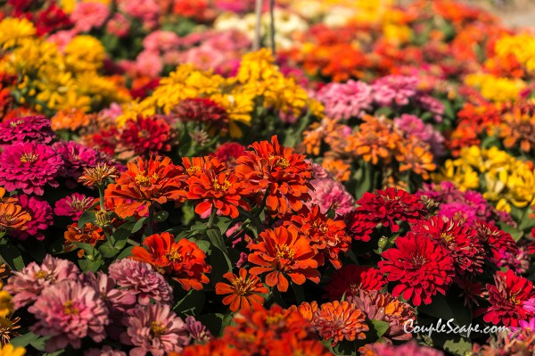 The Bloom by TVPool