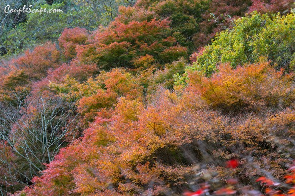 Rokko Cable