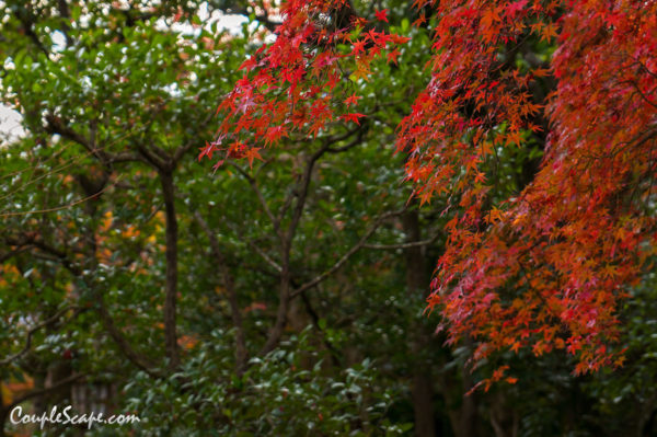 Jojakkoji