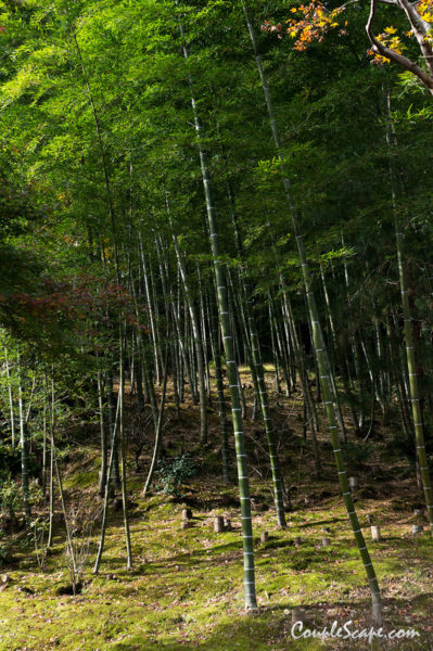 Tenryuji