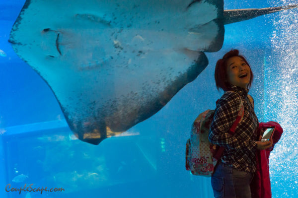 Manta ray