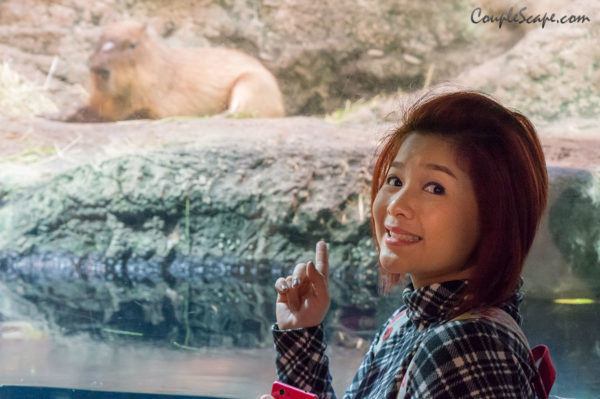 หนูยักษ์