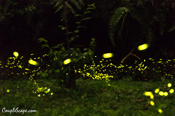 Firefly