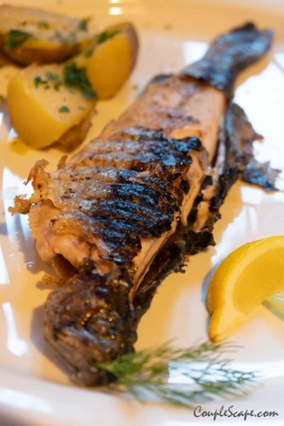 Forelle Trout