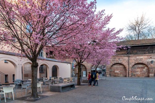 Nuremberg Cherry Blossom