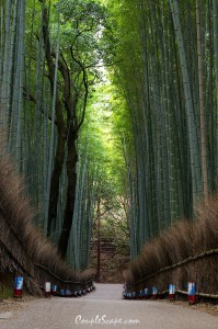 21Bamboo01
